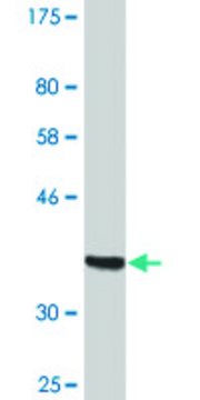 Monoclonal Anti-DNAJC10 antibody produced in