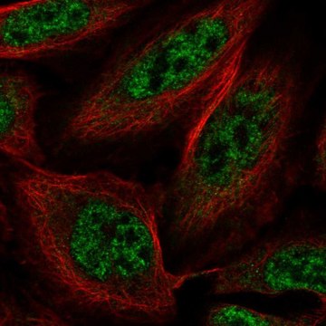 Anti-SLU7 antibody produced in rabbit