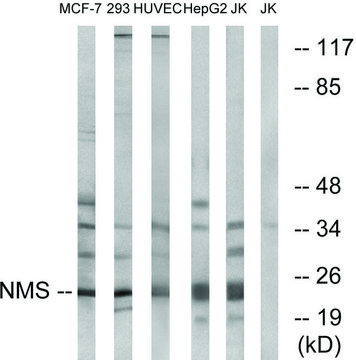 Anti-NMS antibody produced in rabbit