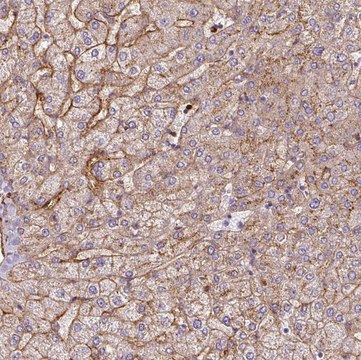 Anti-APOC1 antibody produced in rabbit