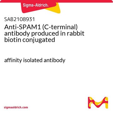 Anti-SPAM1 (C-terminal) antibody produced in