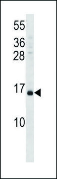 ANTI-VAMP3 (CENTER) antibody produced in