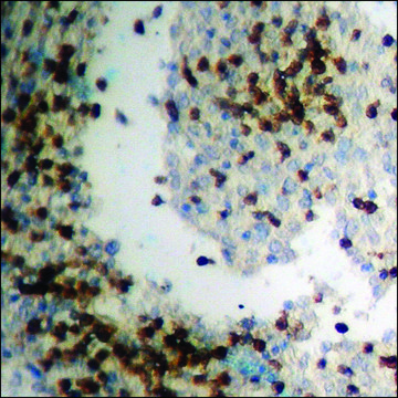 Anti-phospho-IRS-1 (pSer???) antibody produced in