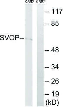 Anti-SVOP antibody produced in rabbit