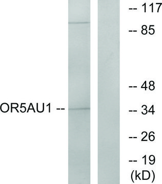 Anti-OR5AU1 antibody produced in rabbit
