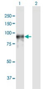 Anti-PDE4A antibody produced in rabbit