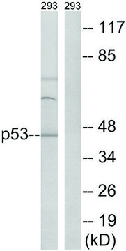 Anti-p53 antibody produced in rabbit