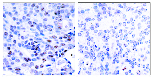 Anti-NF-?B p105 antibody produced in