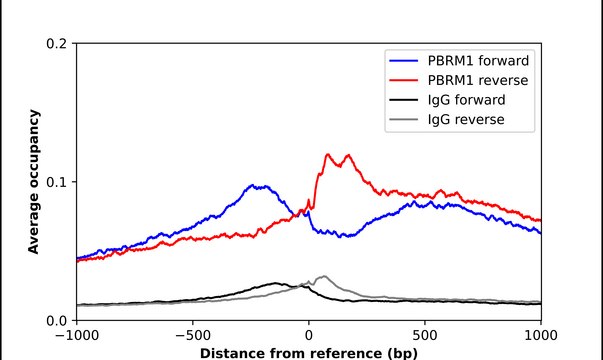 Anti-PBRM1 antibody produced in rabbit