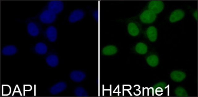 Anti-Histone H4R3me1 antibody produced in