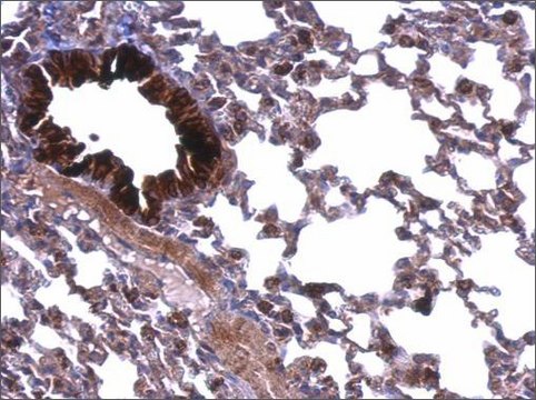 Anti-ATP5A1 (C-terminal) antibody produced in