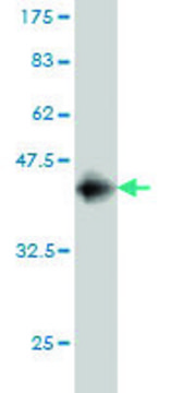 Monoclonal Anti-NALP12 antibody produced in