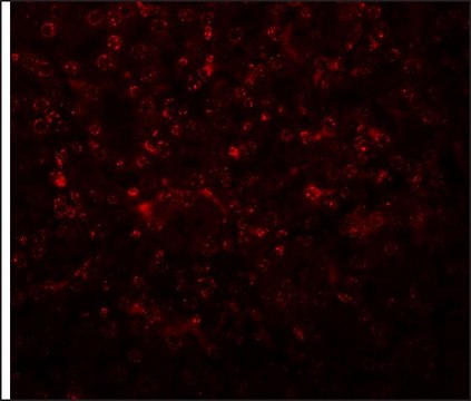 Anti-SLFN14 antibody produced in rabbit