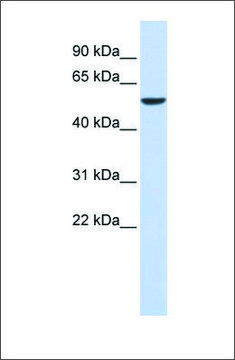 Anti-FOXD4 antibody produced in rabbit