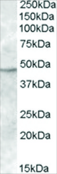 Anti-TMPRSS4 antibody produced in goat