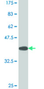 Monoclonal Anti-TBX21 antibody produced in