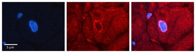 Anti-RPS3 (C-terminal) antibody produced in