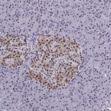 Anti-BCL7B antibody produced in rabbit