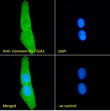 Anti-GJA1 antibody produced in goat