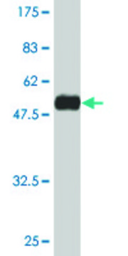 Monoclonal Anti-RAB22A antibody produced in