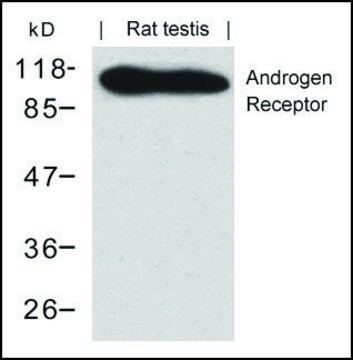 Anti-AR (Ab-650) antibody produced in