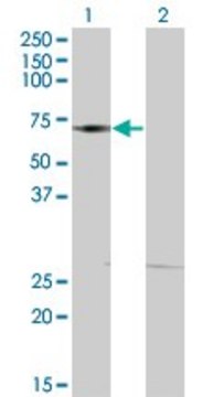 ANTI-DMAP1 antibody produced in mouse