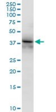 Anti-RFC4 antibody produced in rabbit