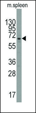 Anti-PARP3 (C-term) antibody produced in