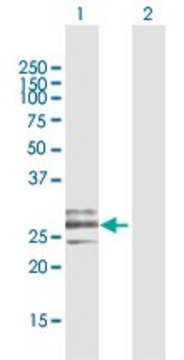 Anti-CLEC9A antibody produced in rabbit