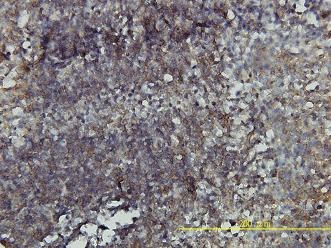 Monoclonal Anti-RHOA antibody produced in