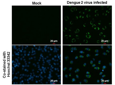 Monoclonal Anti-Dengue virus NS3 protein