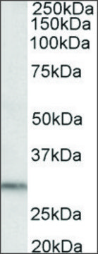 Anti-DAPP1 (C-terminal) antibody produced in