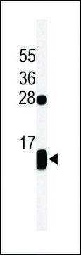ANTI-PLB-T17 antibody produced in rabbit
