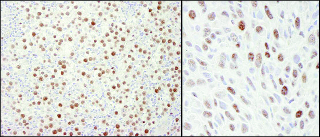 Rabbit anti-MCM4 Antibody, Affinity Purified