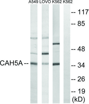Anti-CA5A antibody produced in rabbit