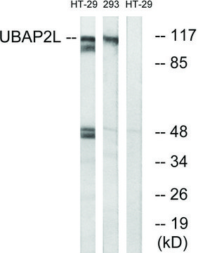 Anti-UBAP2L antibody produced in rabbit