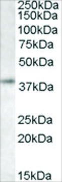 Anti-RNF2/DING antibody produced in goat