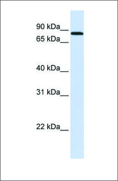 Anti-MAP4K2 (ab1) antibody produced in