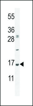ANTI-UBA52(C-TERMINAL) antibody produced in rabbit