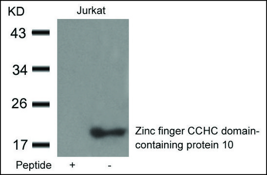 Anti-ZCCHC10 antibody produced in rabbit