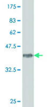 ANTI-HOXA5 antibody produced in mouse