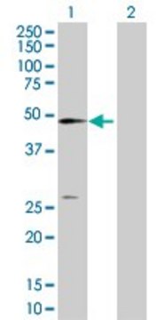Anti-NT5C2 antibody produced in rabbit