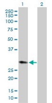 Anti-HPGD antibody produced in rabbit