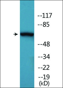 Anti-phospho-AKT1/3 (pTyr437/434) antibody produced in