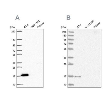 Anti-FAM162A antibody produced in rabbit