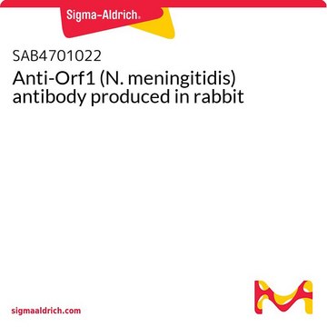 Anti-Orf1 (N. meningitidis) antibody produced