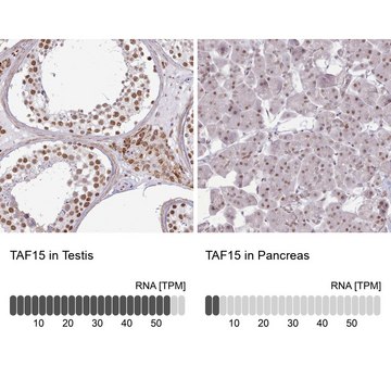 Anti-TAF15 antibody produced in rabbit