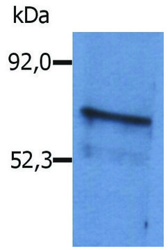Anti-Ms Blnk antibody produced in