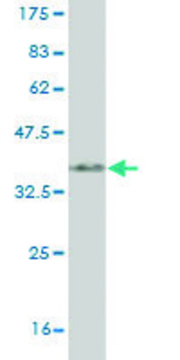ANTI-SYN1 antibody produced in mouse