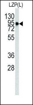 Monoclonal Anti-OIT3(L) antibody produced in
